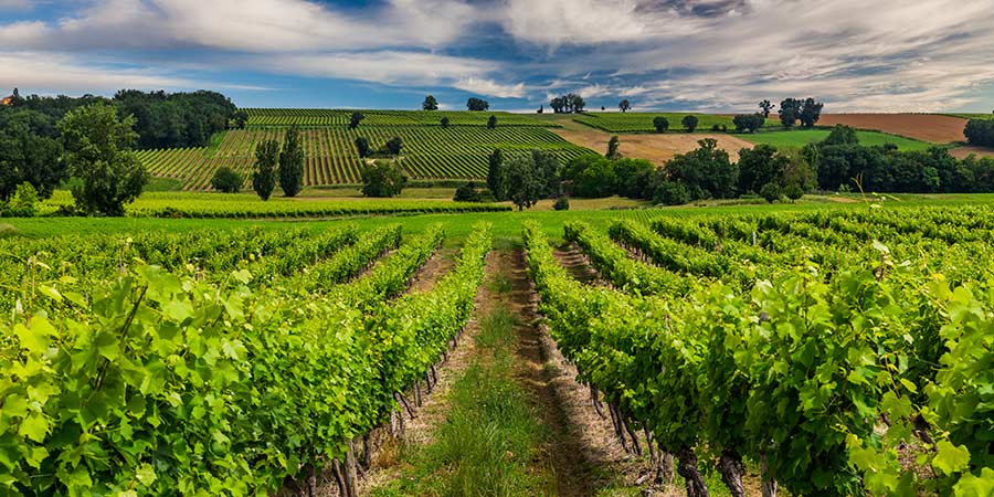 Indulging in lunch and a wine tasting at a château