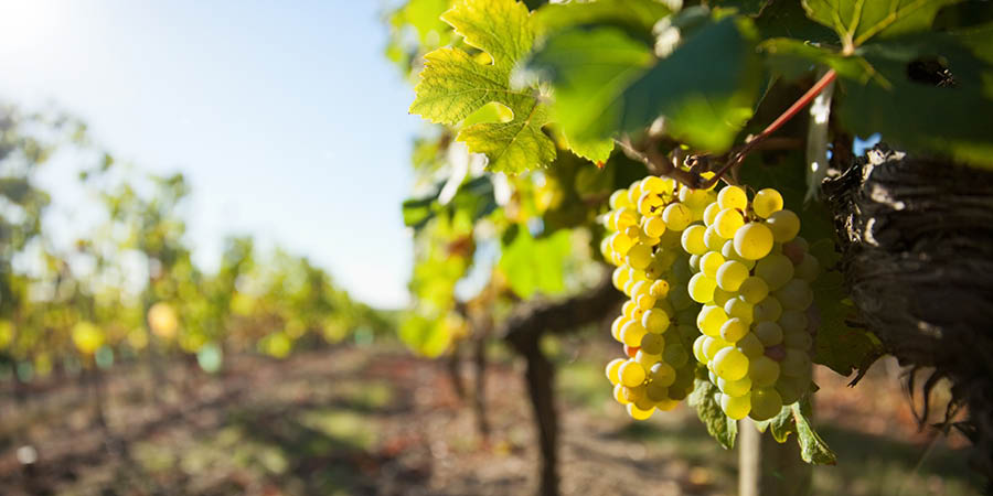 Dining at the historic Tenuta Torciano